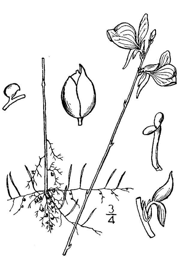 Image of horned bladderwort