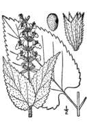 Stachys cordata Riddell的圖片