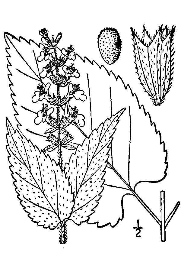 Image of Heart-Leaf Hedge-Nettle