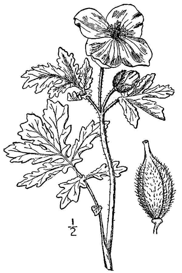 Image of stylophorum