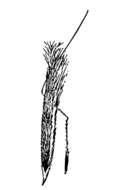 Image of pubescent western needlegrass