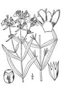 Image of hyssopleaf hedgenettle