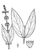 Image of Broad-Tooth Hedge-Nettle