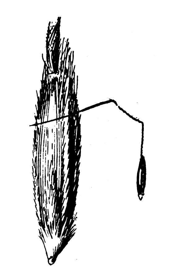Image of Lemmon's needlegrass