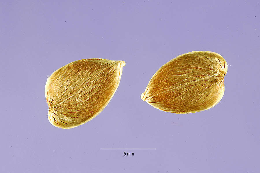 Plancia ëd Barleria prionitis L.