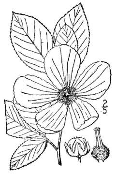 Слика од Stewartia malacodendron L.