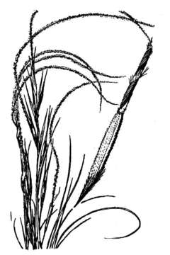 Image of New Mexico feathergrass