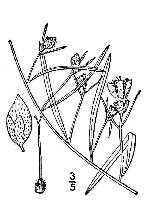 Image de Stylisma pickeringii (Torr. ex M. A. Curtis) A. Gray