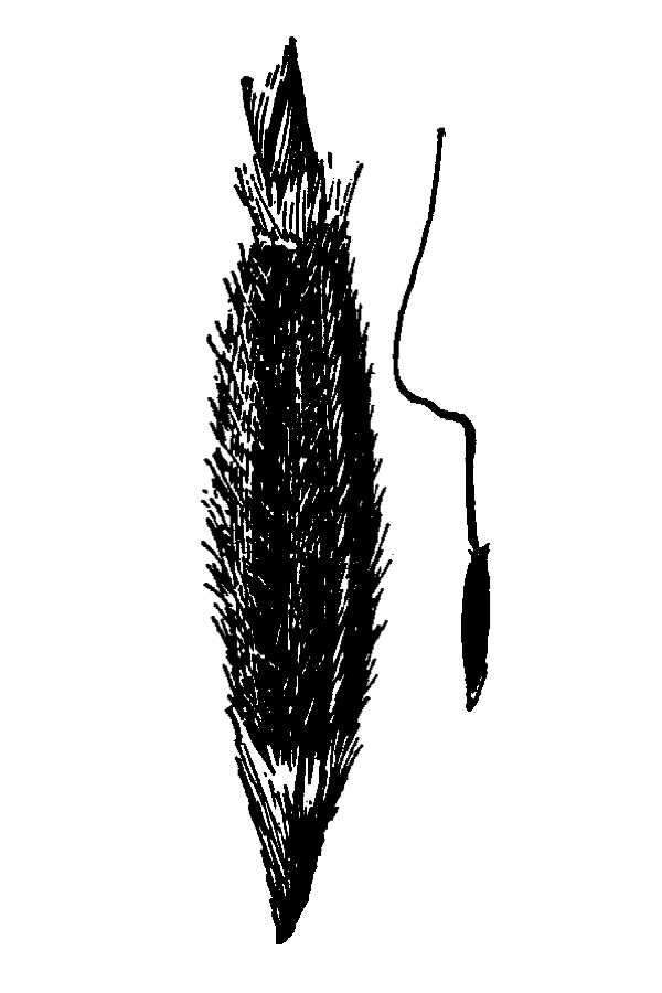 Image of Pringle's speargrass