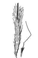 Image of Richardson's Rice Grass