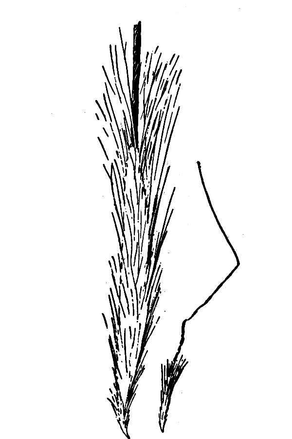 Image of Richardson's Rice Grass