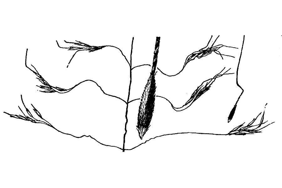 Image of Richardson's Rice Grass