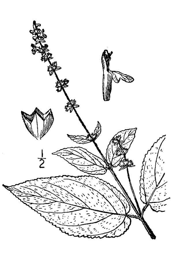 Stachys cordata Riddell的圖片