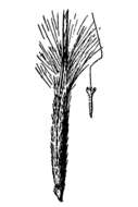 Image of Scribner needlegrass