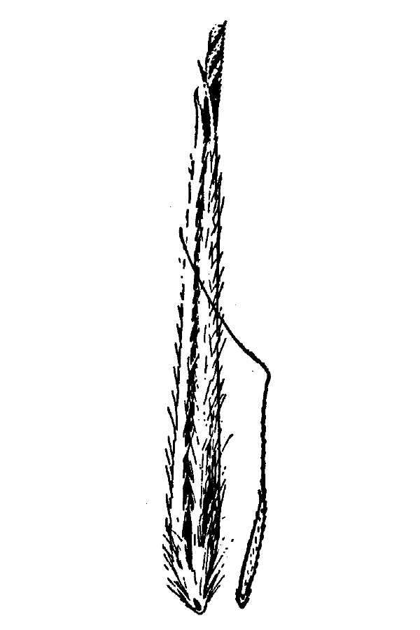 Image of Stillman's needlegrass