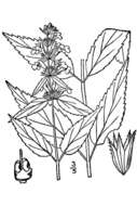 Image of Smooth Hedge-Nettle