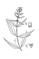 Image of Smooth Hedge-Nettle