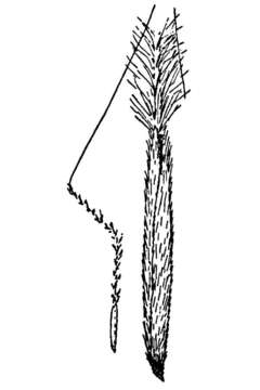 Image of Thurber's needlegrass