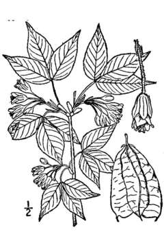 Imagem de Staphylea trifolia L.