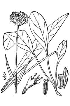 Image of succisella