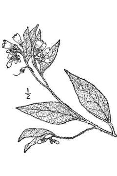 Image of prickly comfrey