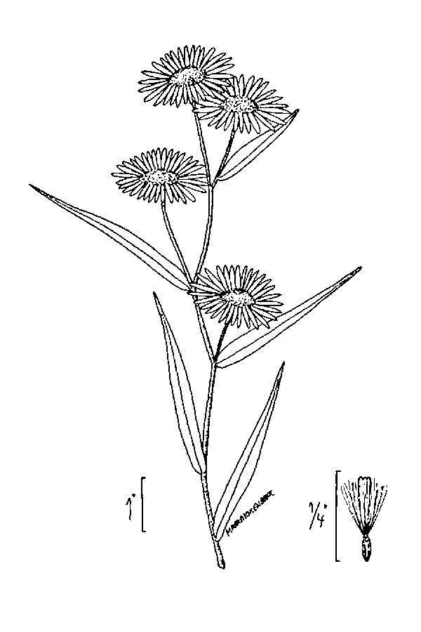 Image of Boreal American-Aster