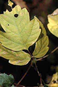 Image of Box Elder