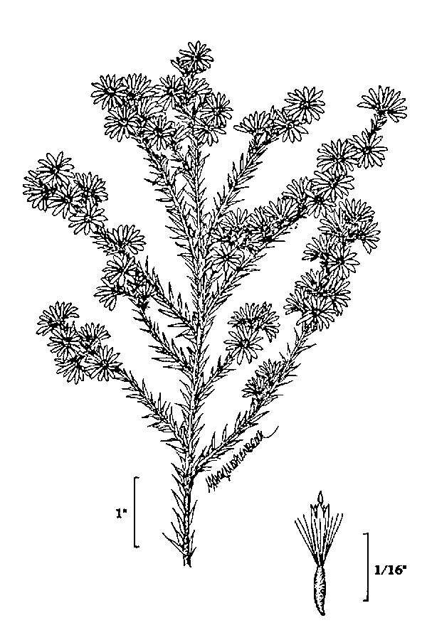 Image of white heath aster