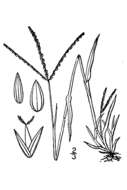 Image of red millet, smooth finger-grass