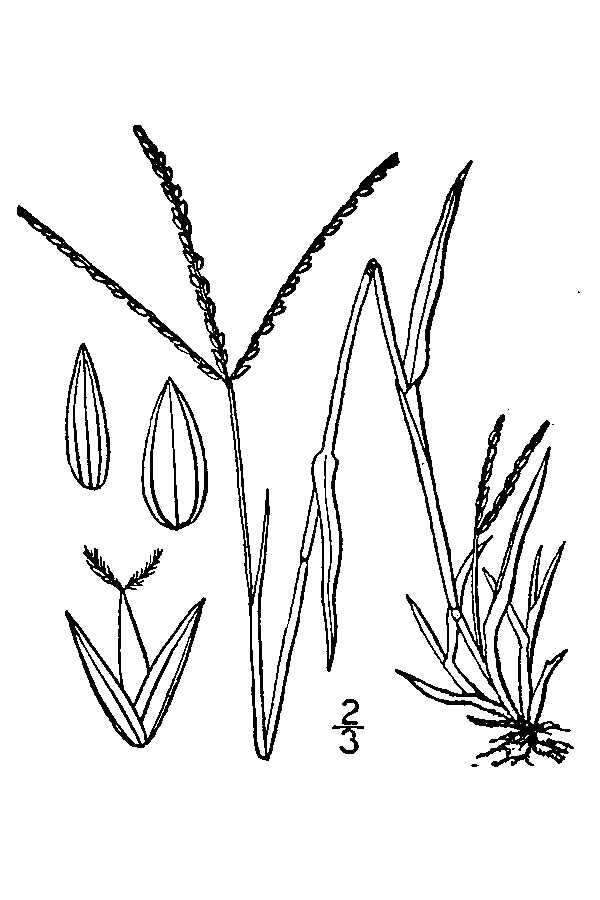 Image of red millet, smooth finger-grass