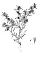 Image of calico aster