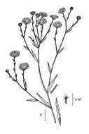 Image of white panicle aster