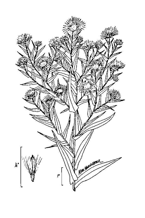 Image of Michaelmas daisy