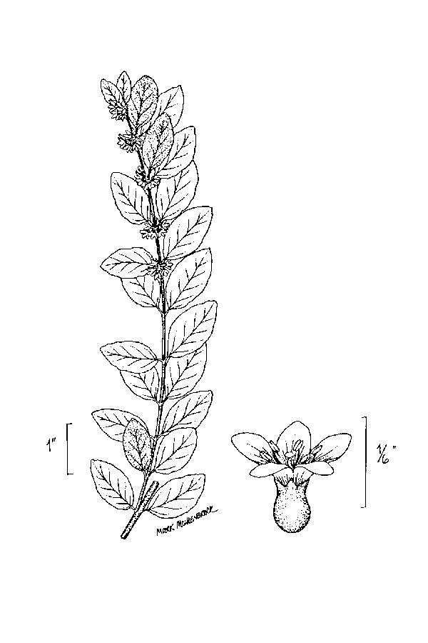 Sivun Symphoricarpos orbiculatus Moench kuva