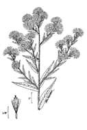 Image de Symphyotrichum puniceum (L.) A. Löve & D. Löve