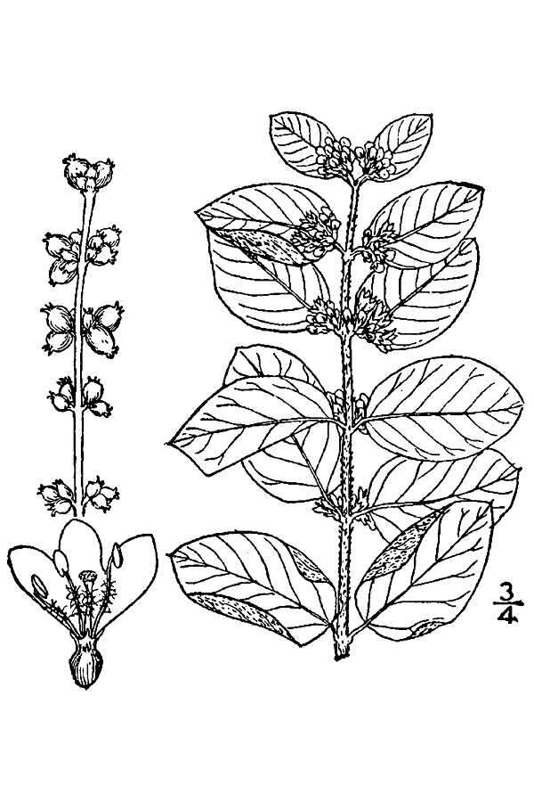 Sivun Symphoricarpos orbiculatus Moench kuva