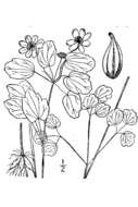 Image of Rue-Anemone