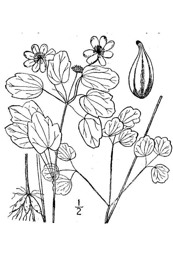Image de Thalictrum thalictroides (L.) A. J. Eames & B. Boiv.