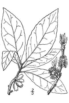 Image of common sweetleaf