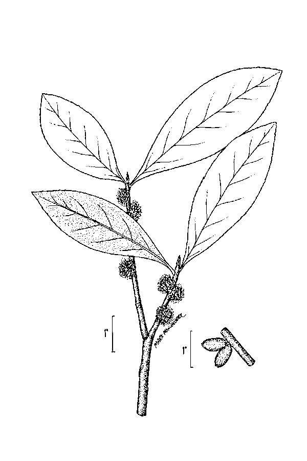 Sivun Symplocos tinctoria (L.) L'Her. kuva