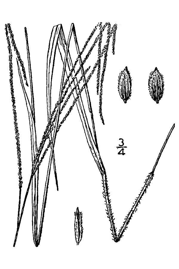 Image of shaggy crabgrass
