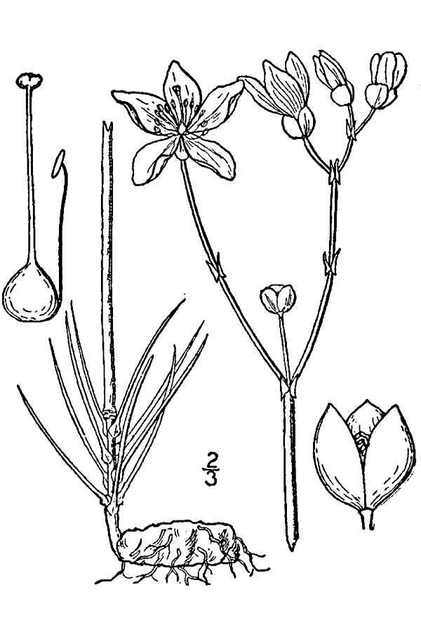 Imagem de Phemeranthus calycinus (Engelmann) Kiger