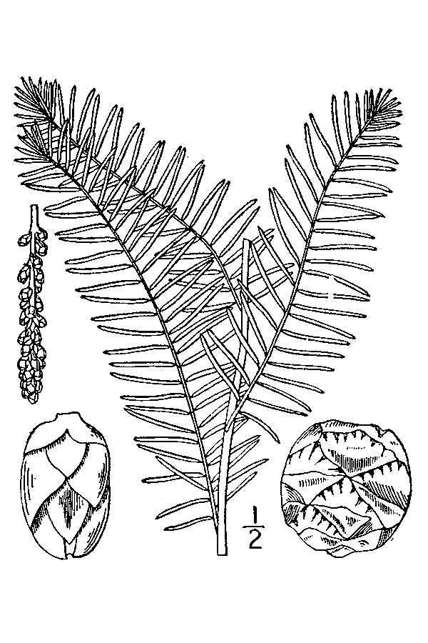 Taxodium distichum (L.) Rich. resmi