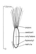 Image of five-stamen tamarisk