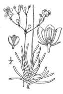 Imagem de Phemeranthus teretifolius Raf.