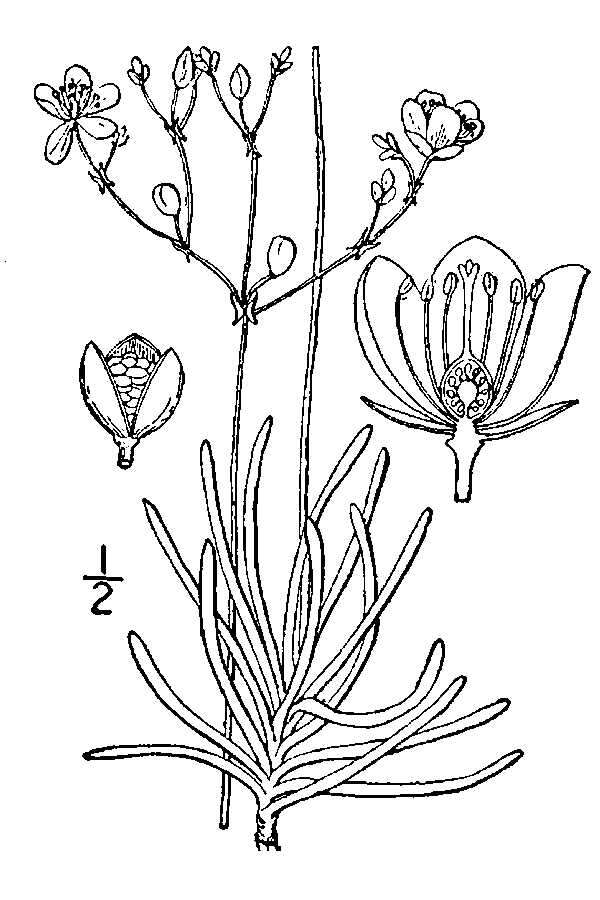 Imagem de Phemeranthus teretifolius Raf.