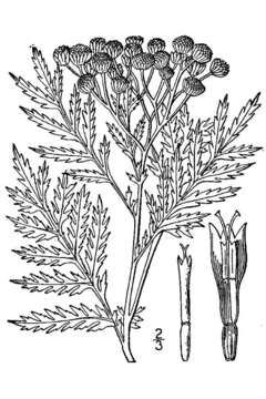 Image of common tansy