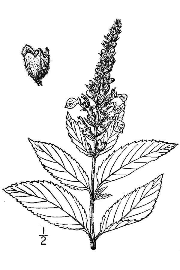 Image of Canada germander