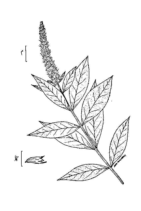 Image of Canada germander