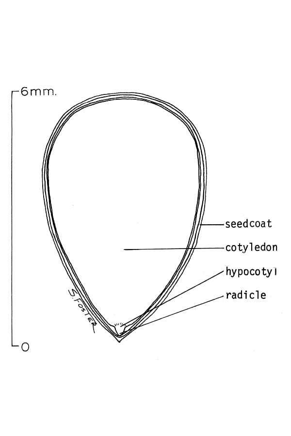 Image de Tectona